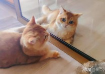 张艺兴的猫也是顶流（人民网采用幼时照片被粉丝疯狂打脸）