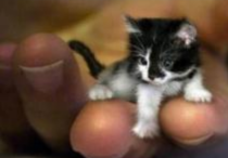 世界上最小的猫是什么品种    体重只有150克约高7.62厘米