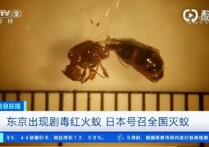 东京出现剧毒红火蚁     它的毒性会导致伤口剧烈疼痛