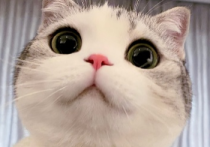 香香软软的小泡芙是什么猫 表情包可谓是应有尽有